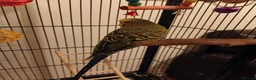 Budgerigars birds for sale: 1 male budgie URGENTLY NEEDS REHOMING - Advert 1