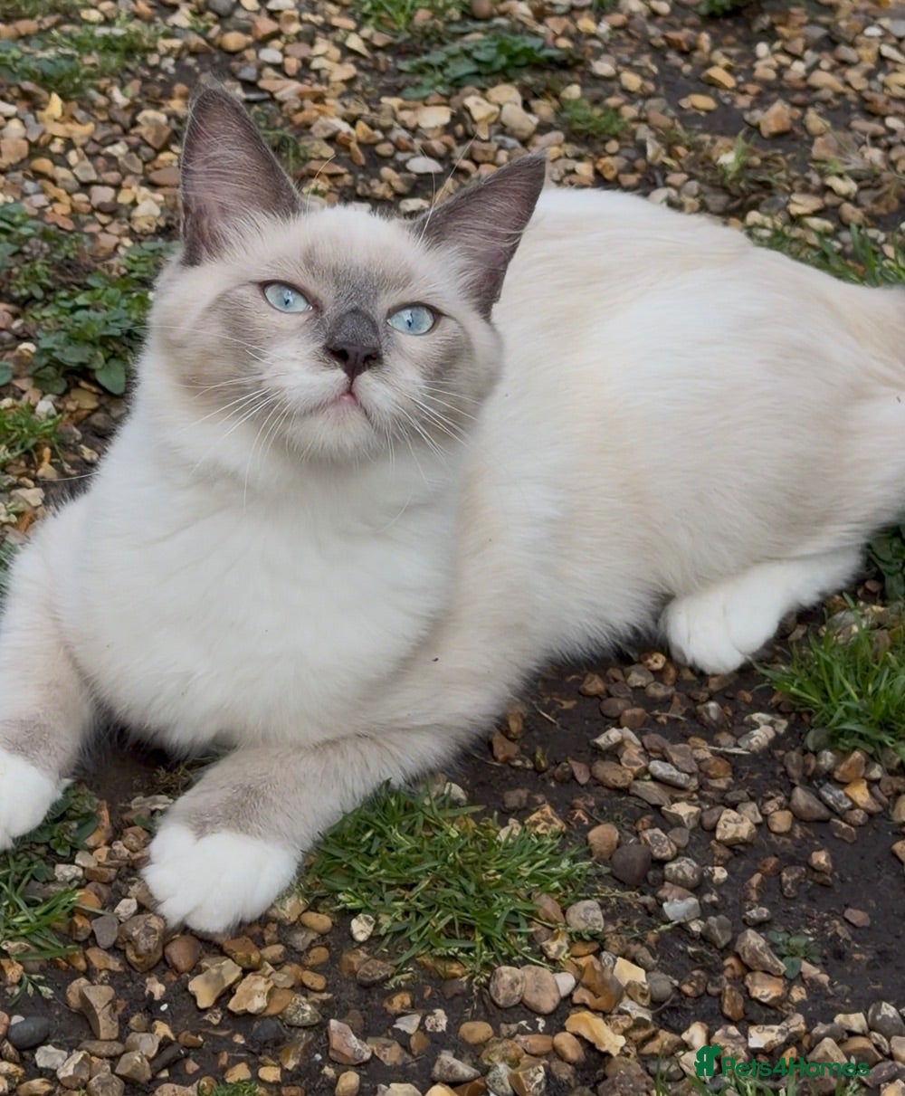 Siberian cats ONE BEAUTIFUL BOY LEFT. Purebred Siberian Neva  - Advert 2