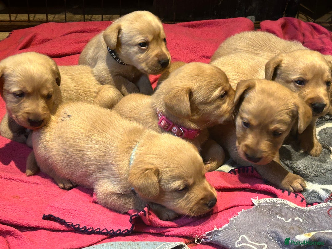 Labrador Retriever dogs for sale: Beautiful fox red and yellow lab puppies  - Image 24