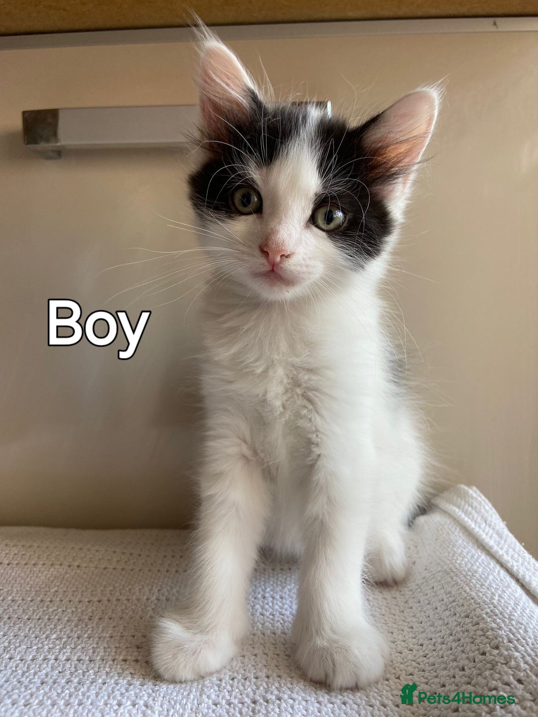 Mixed Breed cats for sale: British short hair kittens - Image 10