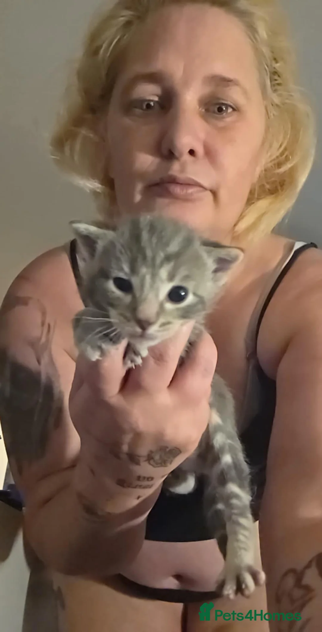 Mixed Breed cats for sale: 6 half maincoons - Advert 13