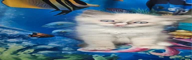 Ragdoll Kitten 1