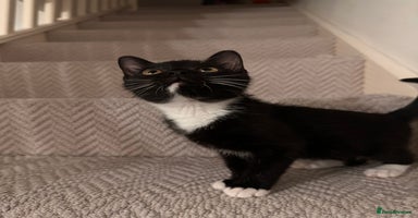 Mixed Breed cats Last kitty for sale!  - Advert 7