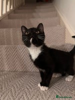 Mixed Breed cats Last kitty for sale! - Advert 8