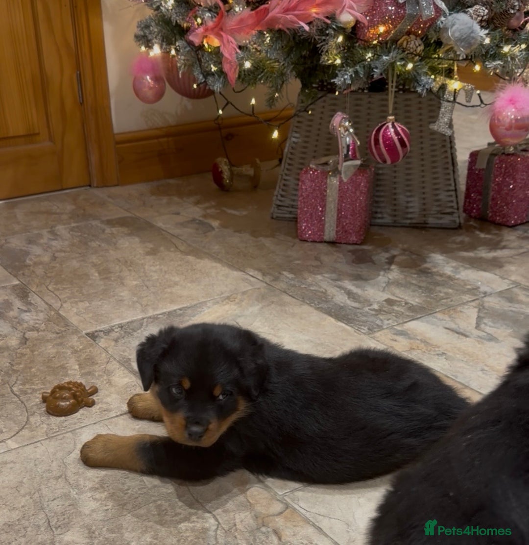 Rottweiler dogs for sale: 2 Big chuncky female Rottweiler puppies - Advert 12