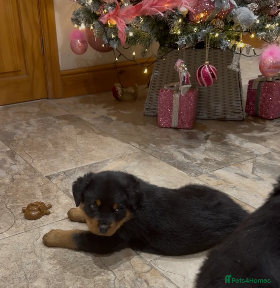 Rottweiler dogs for sale: READY NOW 2 female Rottweiler puppies - Advert 17