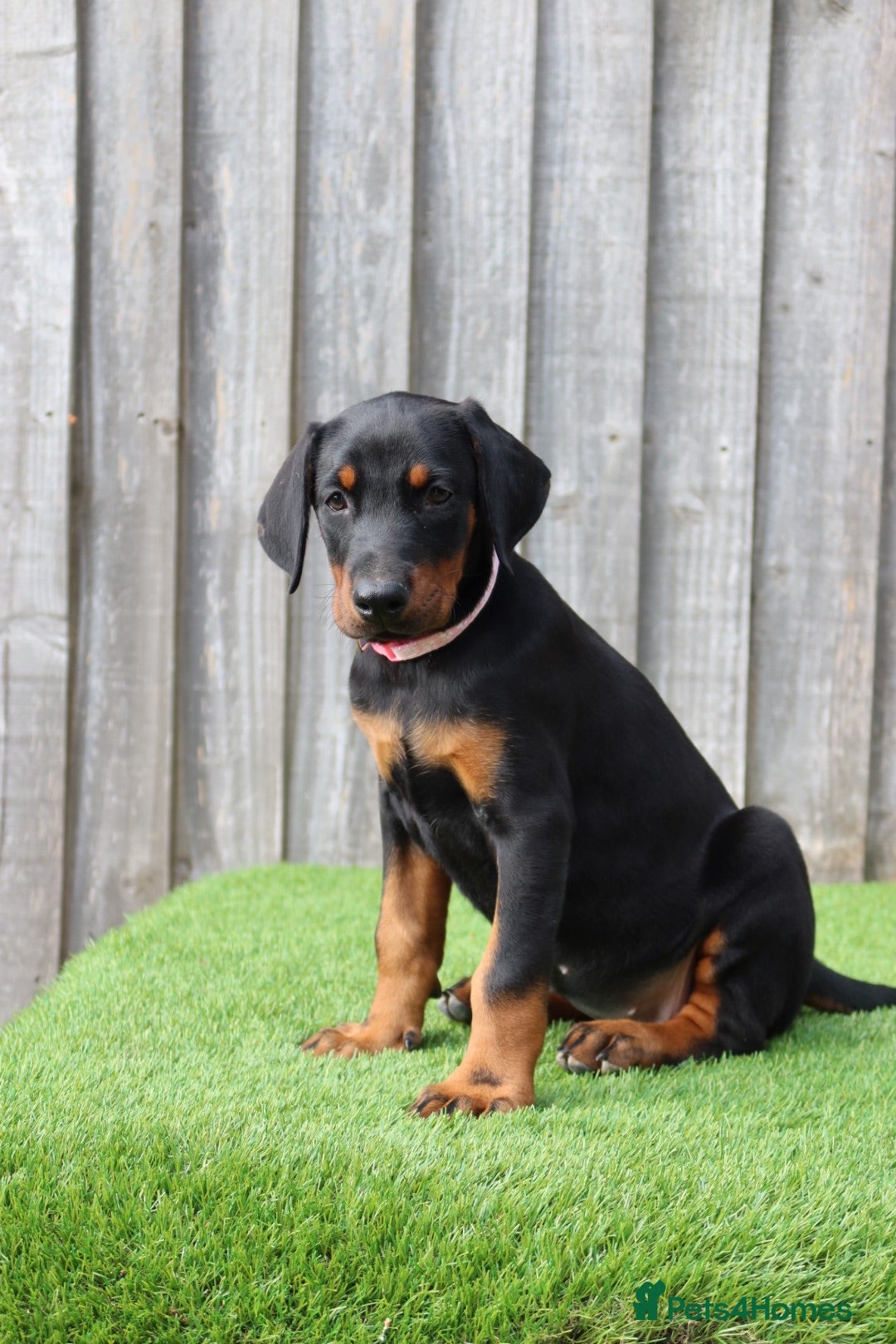 Dobermann dogs Quality European Dobermanns - 1 Female Remaining - Advert 1
