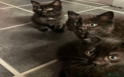 British Shorthair cats for sale: 3 x stunning black 12 week old boys  - Advert 12