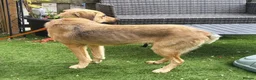 Mixed Breed dogs for adoption: SKY  ( 20 months) - Advert 22