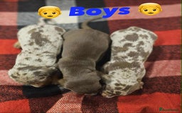 Miniature Dachshund dogs for sale: KC Mini Dachshund Dapple Girls & Boys and Tan Boy - Image 3