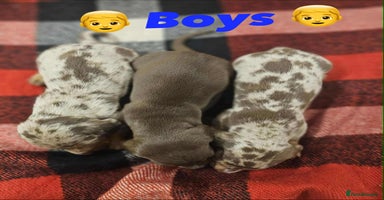 Miniature Dachshund dogs - Advert 9