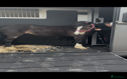 Welsh Section A horses for sale: Beautiful mare for sale  - Image 6