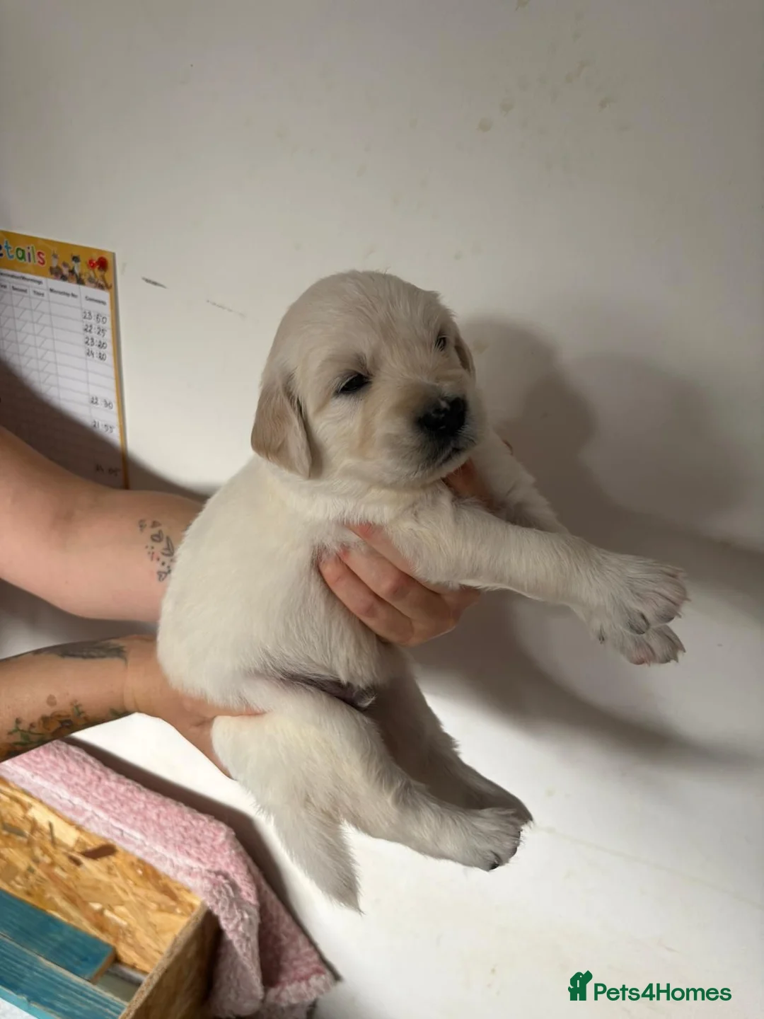 Golden Retriever dogs for sale: Golden retriever puppies  in Peterhead - Advert 9