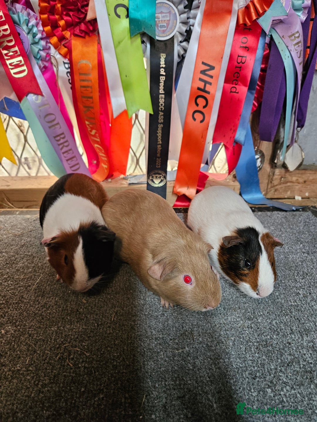 Guinea Pig rodents for sale: Baby boy guinea pigs £40 pair - Image 2