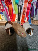 Guinea Pig rodents - Advert 1