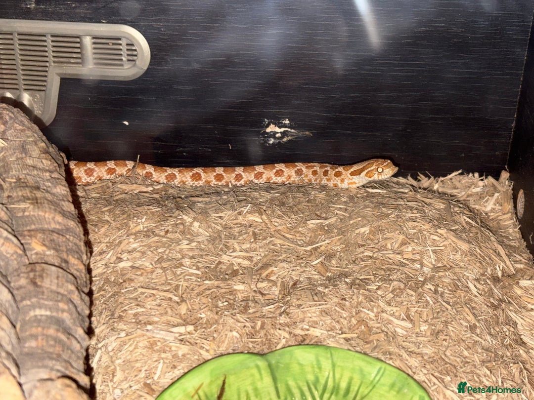 Snake reptiles for sale: Hognose snake - Advert 2