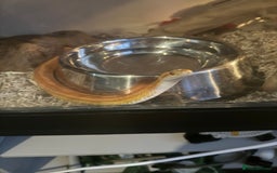 Snake reptiles for sale: Collection of snakes - Image 17