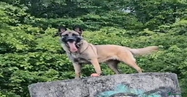 Belgian Shepherd Dog dogs - Advert 9