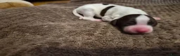 English Springer Spaniel dogs for sale: KC registered English Springer Spaniels - Advert 20