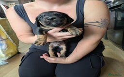 Mixed Breed dogs for sale: Jack, Springer X staffy, lurcher puppies - Image 33
