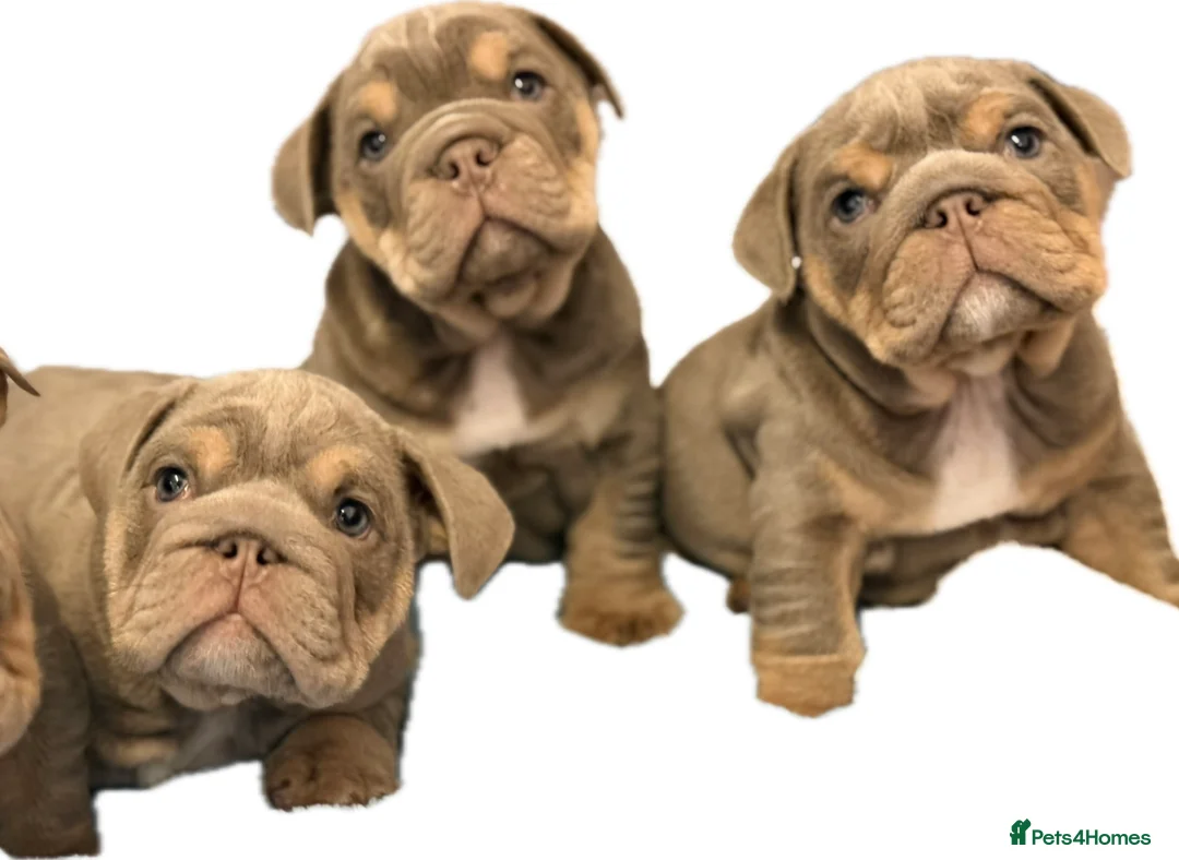 English Bulldog dogs for sale: Stunning kc English bulldog puppies, Ready now!!! - Advert 7