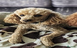Miniature Poodle dogs for sale: Bred for temperament , health and quality. - Image 9