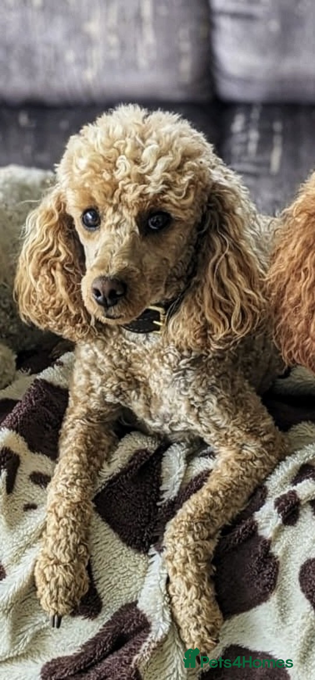 Miniature Poodle dogs for sale: Bred for temperament , health and quality. - Image 9