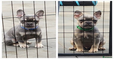 French Bulldog dogs - Advert 10