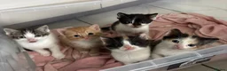 Mixed Breed cats for sale: 5 Adorable Kittens for sale  - Advert 1
