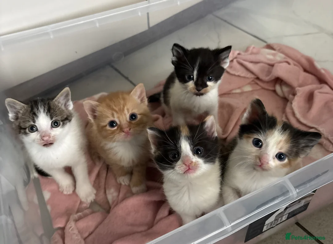 Mixed Breed cats for sale: 5 Adorable Kittens for sale  - Advert 1