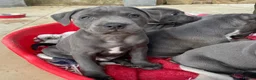 Staffordshire Bull Terrier dogs for sale: Beautiful Staffordshire Bull Terrier puppies in Manchester - Advert 6
