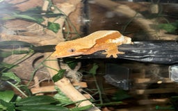Gecko reptiles for sale: Female lilly white gecko and set up  - Image 2