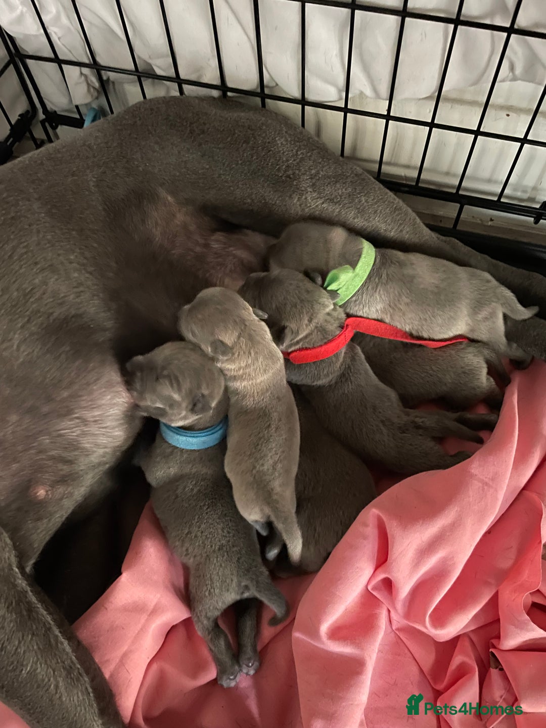 Staffordshire Bull Terrier dogs for sale: Blue Staffies For Sale - Image 3