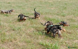 Miniature Dachshund dogs for sale: Stunning silver dapple miniature dachshunds  - Image 11