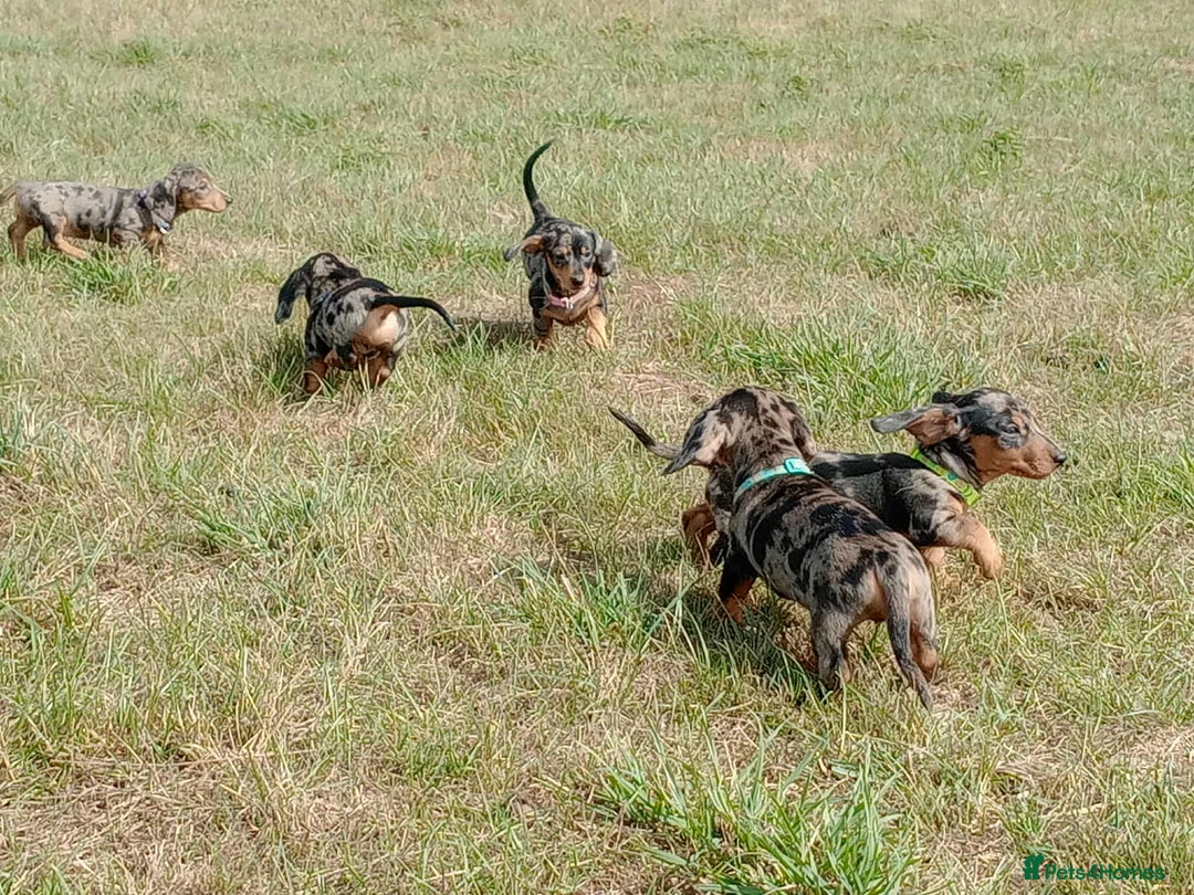 Miniature Dachshund dogs for sale: Stunning silver dapple miniature dachshunds  - Image 11