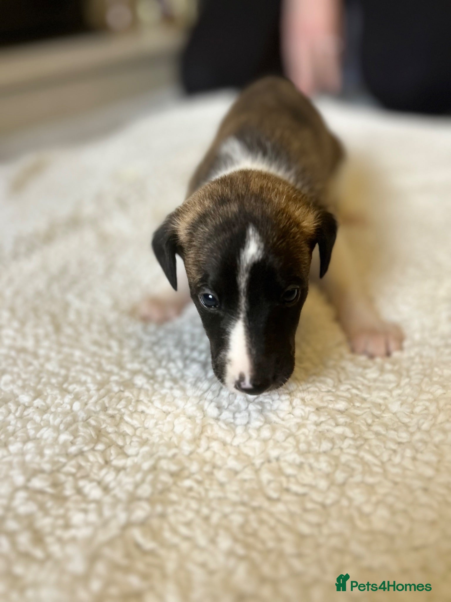 Whippet dogs Stunning pedigree whippet puppies  - Advert 1