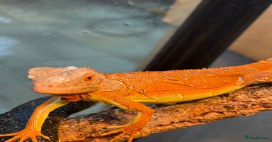 Iguana reptiles - Advert 7