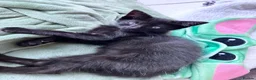 Mixed Breed cats for sale: Two black kittens ready for homes.   in Stoke-on-Trent - Advert 4