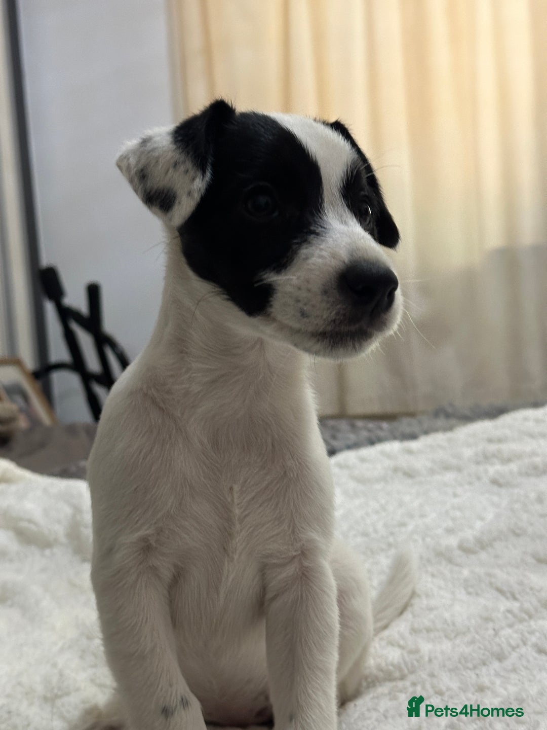 Patterjack dogs for sale:  🐾 Patterdale x Jack Russell Puppies 🐾 - Image 24