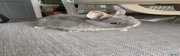 Netherland Dwarf rabbits for sale: Lovely Netherlands dwarf baby rabbits. - Advert 8