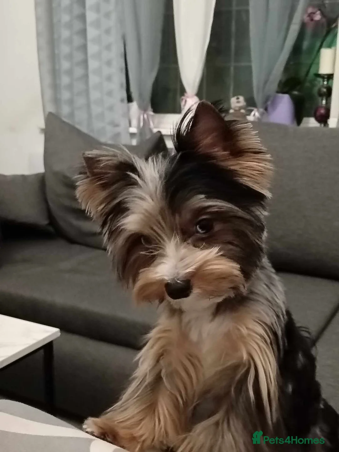 Yorkshire Terrier dogs for sale: Beautiful little Girl 💕Tiny Yorkshire Terrier  - Advert 15