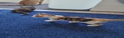Mixed Breed cats for sale: Very Cute Calico Girl - Advert 34