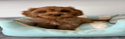 Cavapoo dogs for sale: 🐾 Stunning Cavapoo Puppies 🐾 in Sunderland - Advert 6