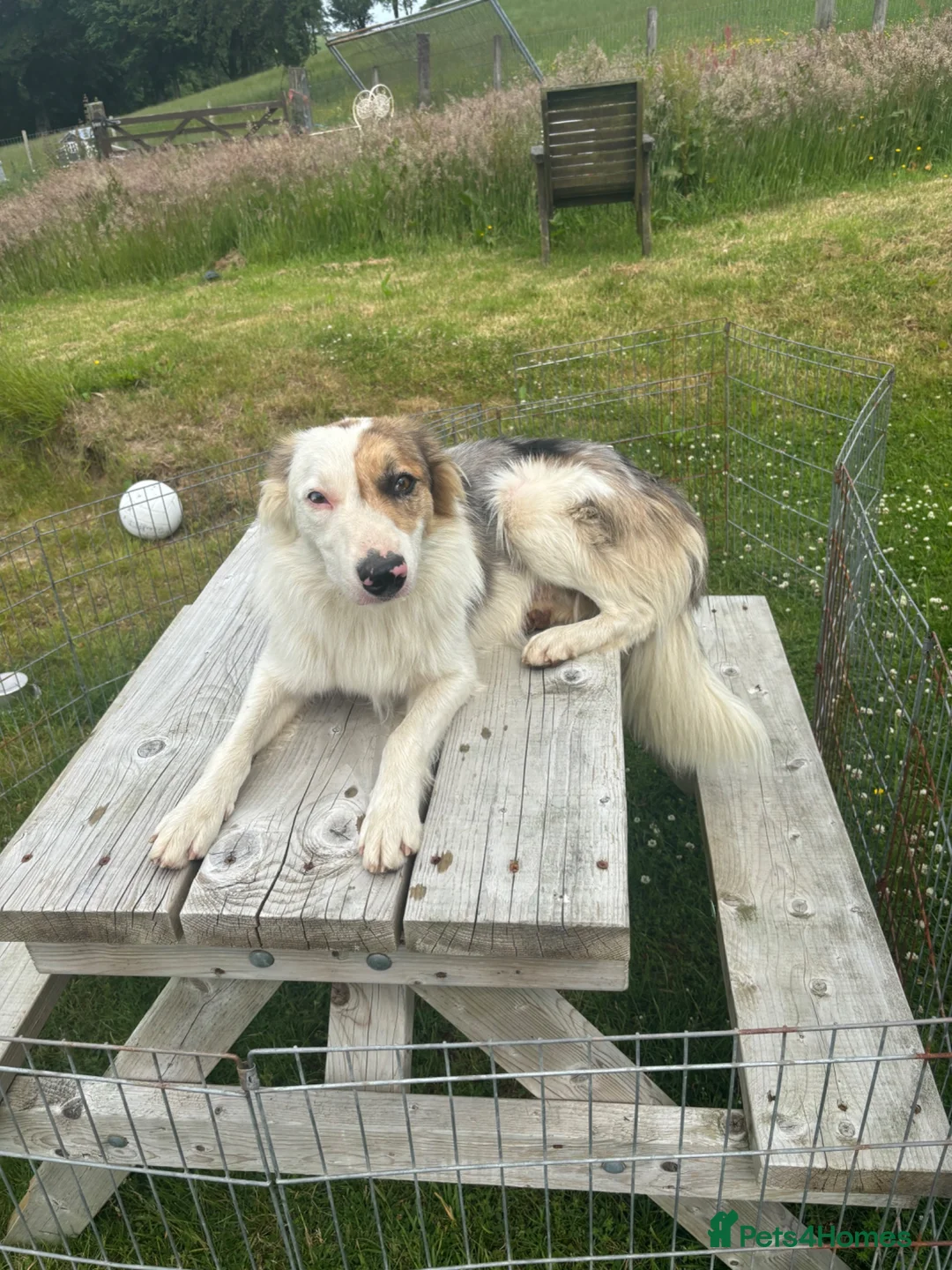 Border Collie dogs for sale: Stunning blue Merle dog  - Advert 2