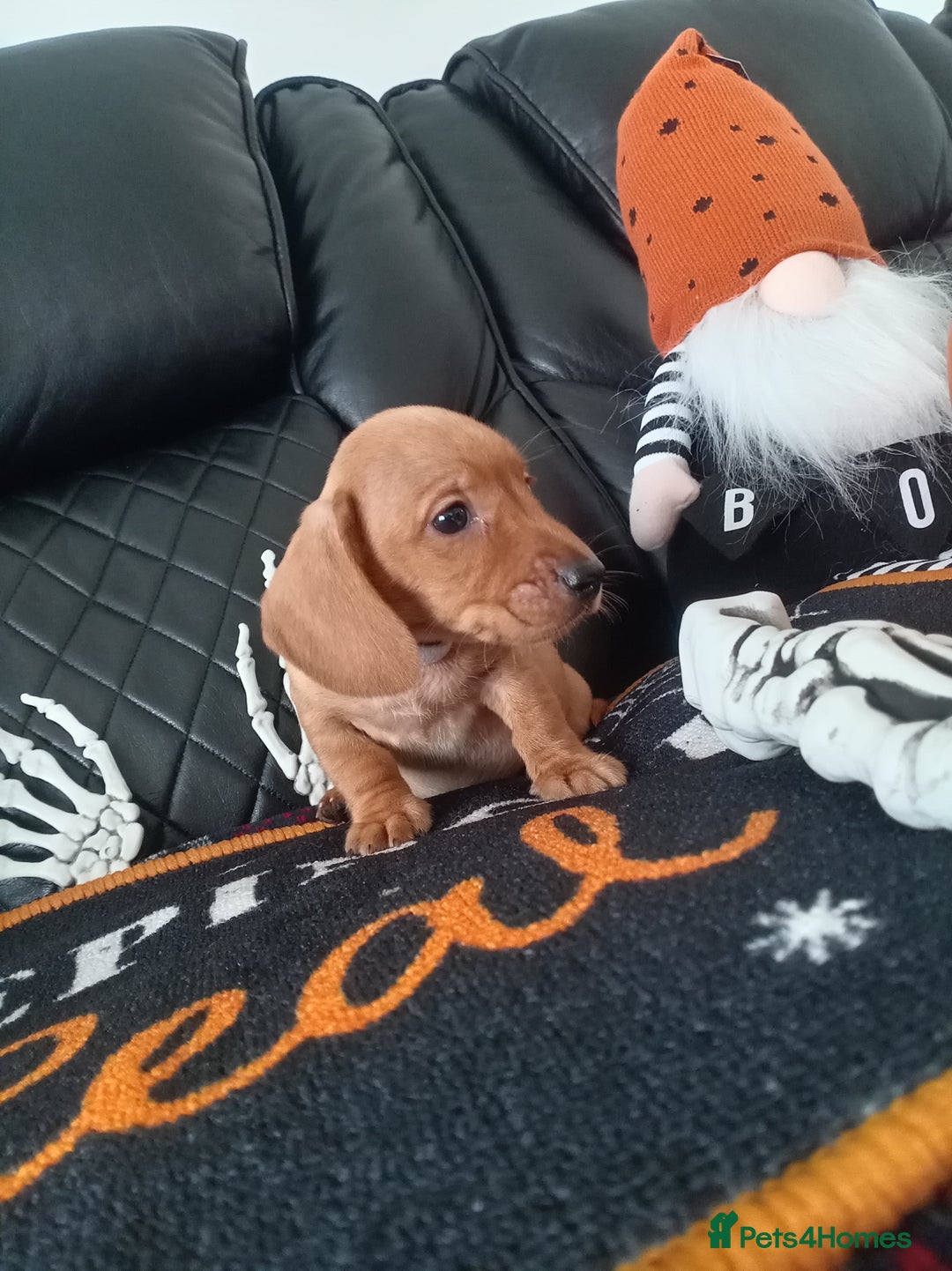 Miniature Dachshund dogs for sale: beautiful miniature dachshund pups available now  - Image 12