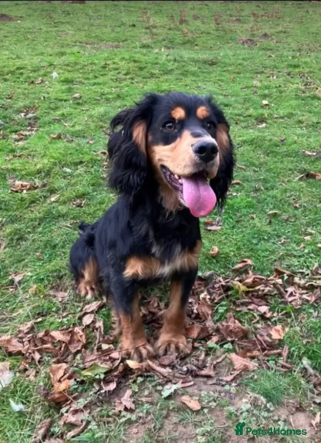 Cocker Spaniel dogs for stud: KC reg Black & Tan Cocker Stud - Advert 7