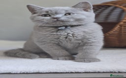 British Shorthair cats for sale: LAST GCCF British Shorthair Kittens Champion - Image 5