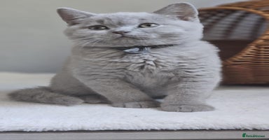 British Shorthair cats - Advert 5