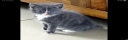 Mixed Breed cats for sale: Adorable Ragdoll x Maine Coon mix kittens  - Advert 15