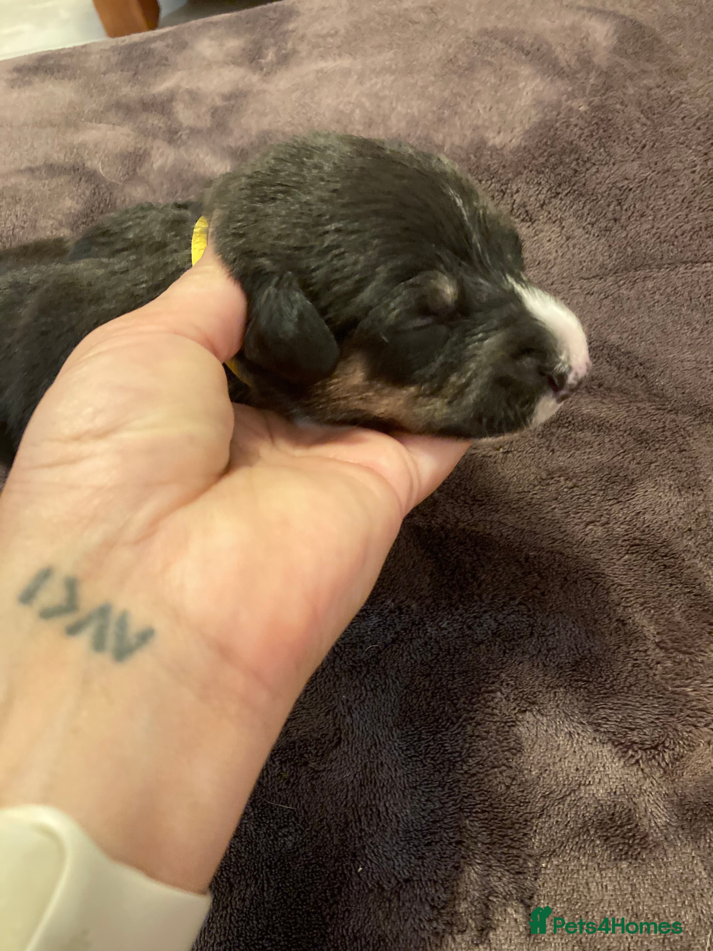 Lurcher dogs Bedlington Whippet x Greyhound Lurcher Puppies - Advert 2